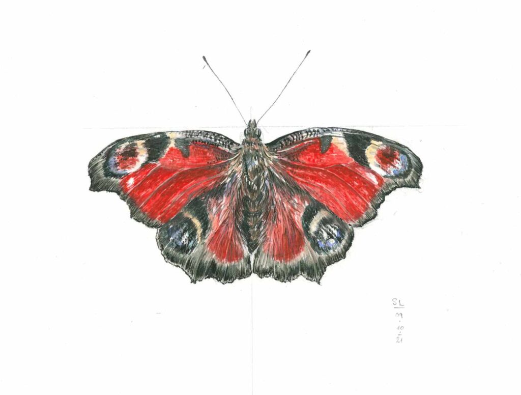 Butterfly by Sarah Löcker