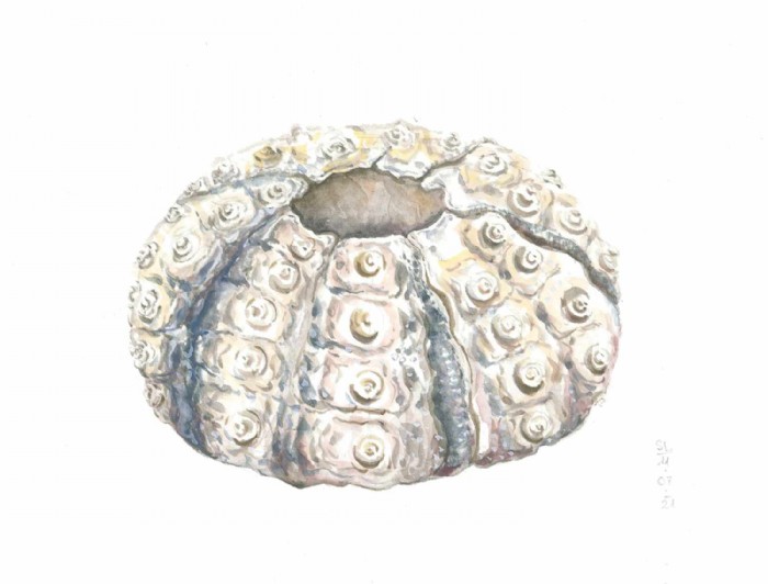 Sea urchin by Sarah Löcker